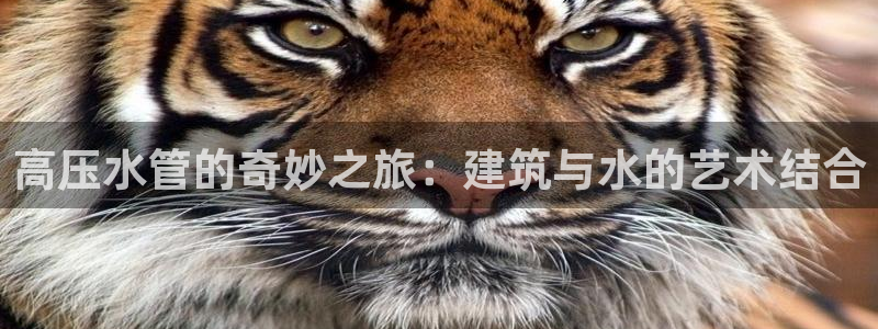 天辰娱乐网
