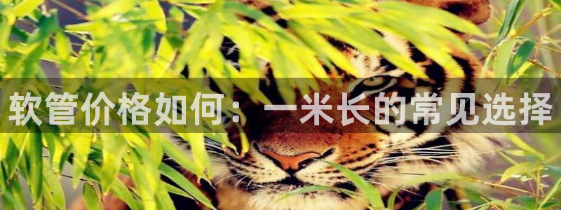 天辰娱乐十分彩